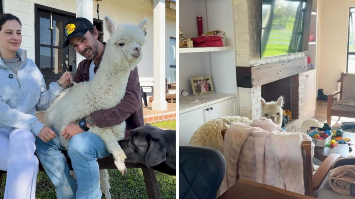 Alpaca que vive em casa de influenciador de SC vira amiga de cachorro de 50 kg e dupla surpreende nas redes - QTU Questões do Universo