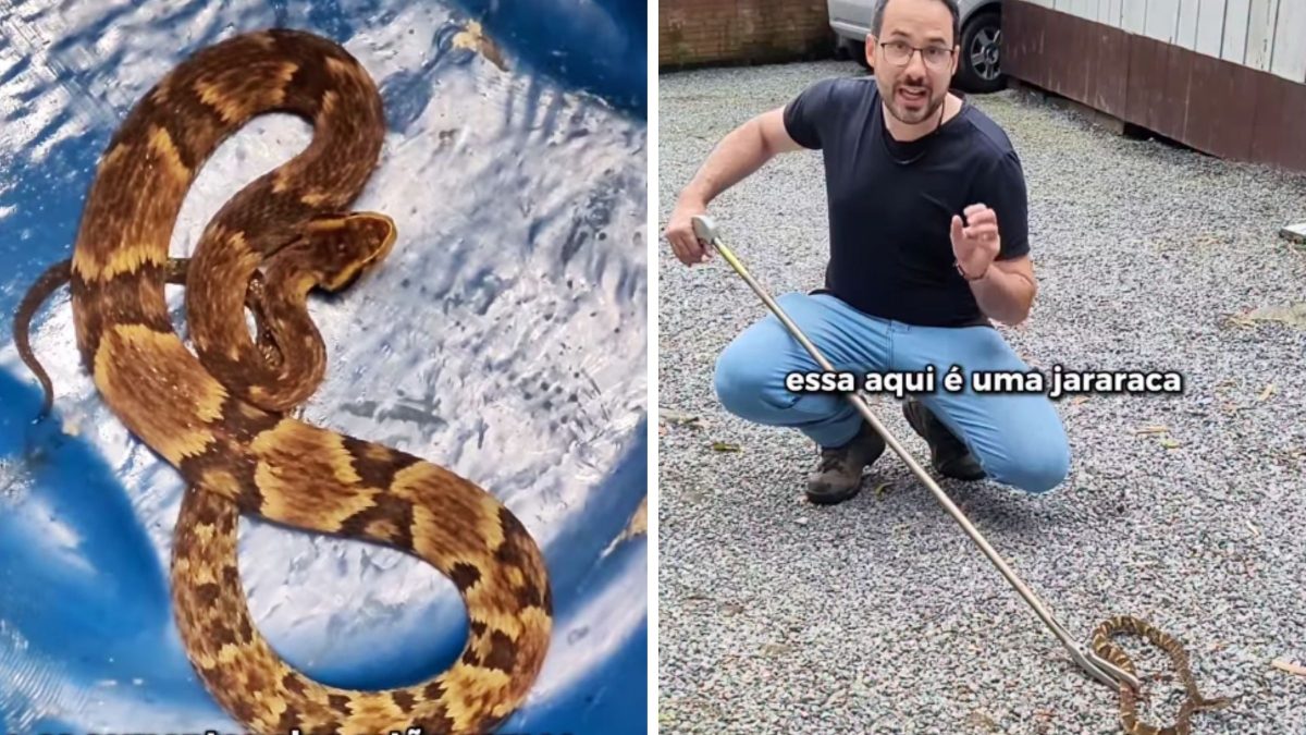Jararaca é resgatada em casa de Jaraguá do Sul
