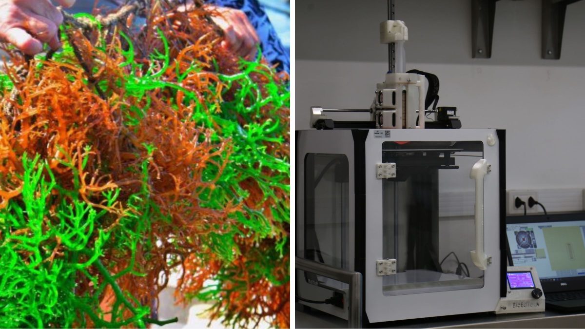 Macroalga cultivada em SC vira matéria-prima para impressão 3D de alimentos e criações gastronômicas - QTU Questões do Universo