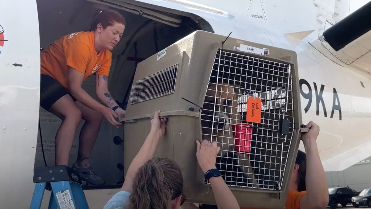88 gatos e cachorros embarcam em um voo de emergência organizado em apenas 22 horas depois de uma enchente, mas o motivo da transferência escondia uma estratégia que acabou salvando muito mais animais - QTU Questões do Universo
