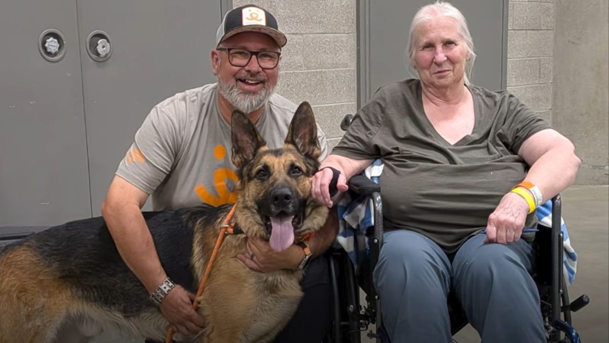 A casa já estava em chamas quando o cão de 3 anos começou a bater na porta; a tutora não percebeu o fogo porque havia perdido o olfato, mas animal conseguiu salvar a família - QTU Questões do Universo