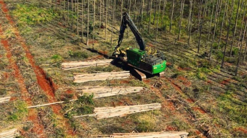 A colheita de madeira de eucalipto abastecerá a fábrica de celulose da Arauco - Arauco/Divulgação/ND Mais