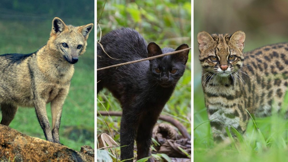 A reserva mantida por gigante do aço que protege felinos ameaçados e mais de 15 mil animais em SC - QTU Questões do Universo