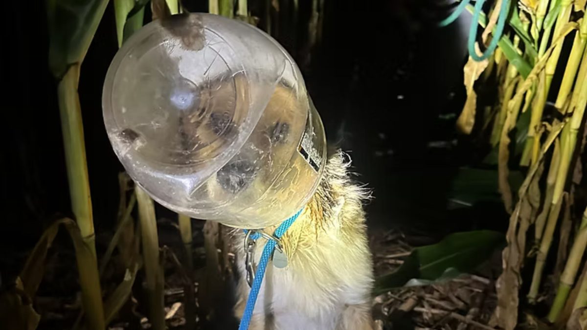 Abandonada com um pote preso à cabeça, cadela vagou por 2 dias sem conseguir comer ou