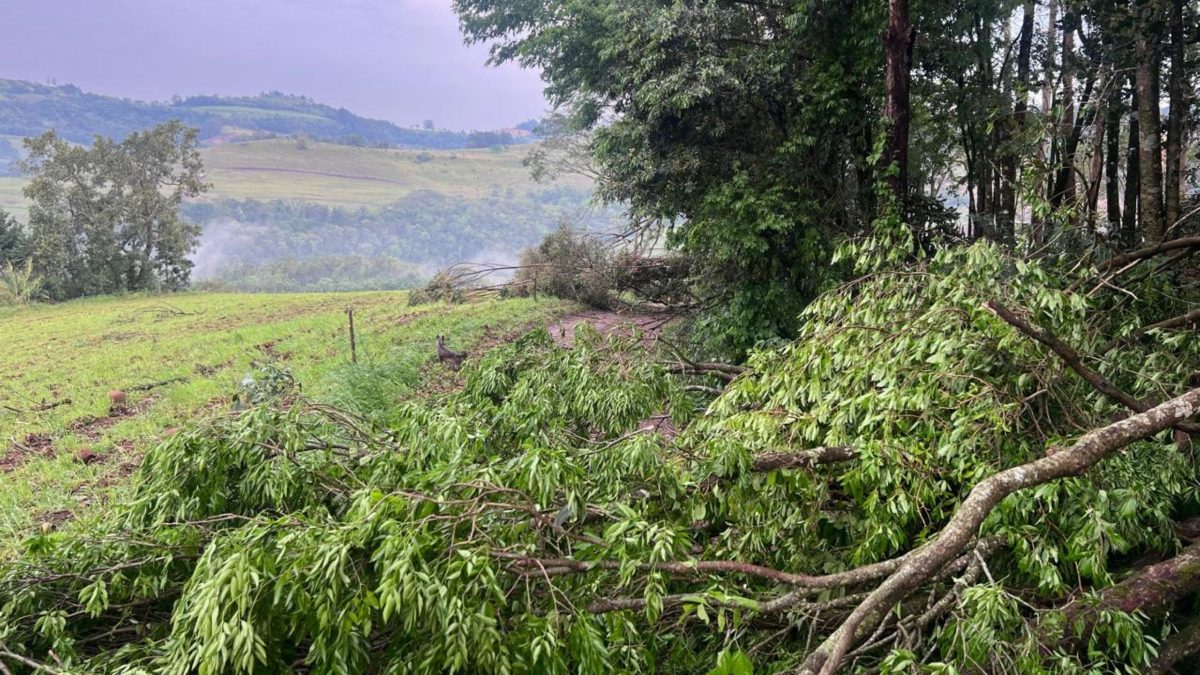 Ventania arranca árvores de grande porte pela raiz, destelha casas e deixa moradores desalojados em SC - QTU Questões do Universo