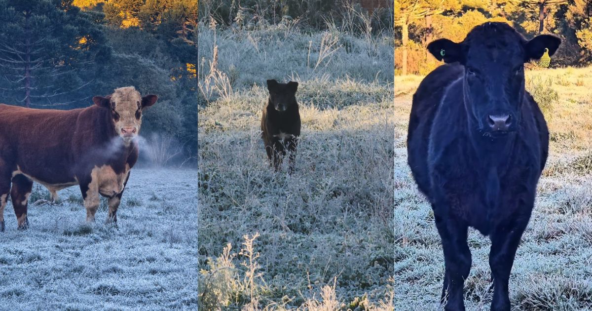 'Bafo do touro congelando': geada cobre paisagem, mas frio intenso não espanta animais