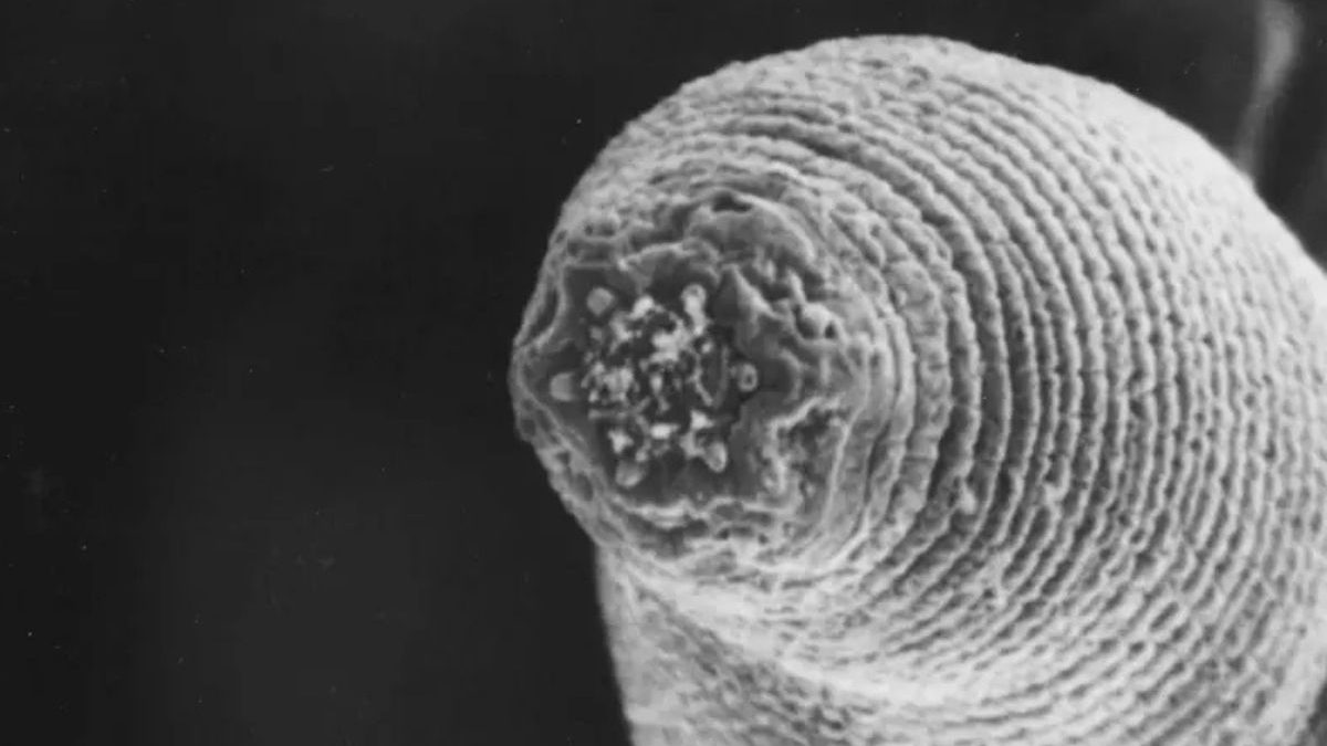 Animal que vive a 37 °C e sem luz no local mais fundo da Terra está redefinindo limites da vida: conheça o ‘verme-do-diabo’ - QTU Questões do Universo