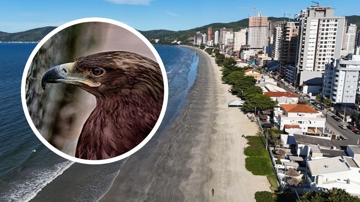 Justiça mantém multa de R$ 71 mil após 87 aves serem encontradas em casa alvo de denúncia