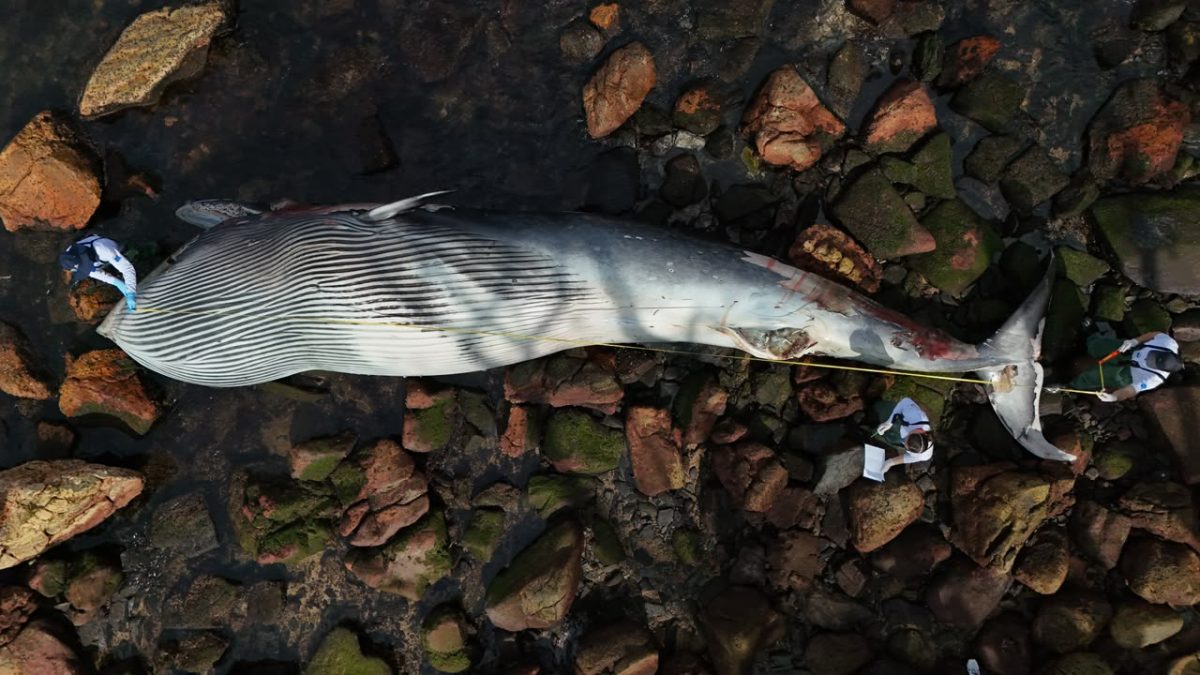Gigante do mar encalha em SC após passar dias à deriva e especialistas iniciam investigação sobre morte - QTU Questões do Universo