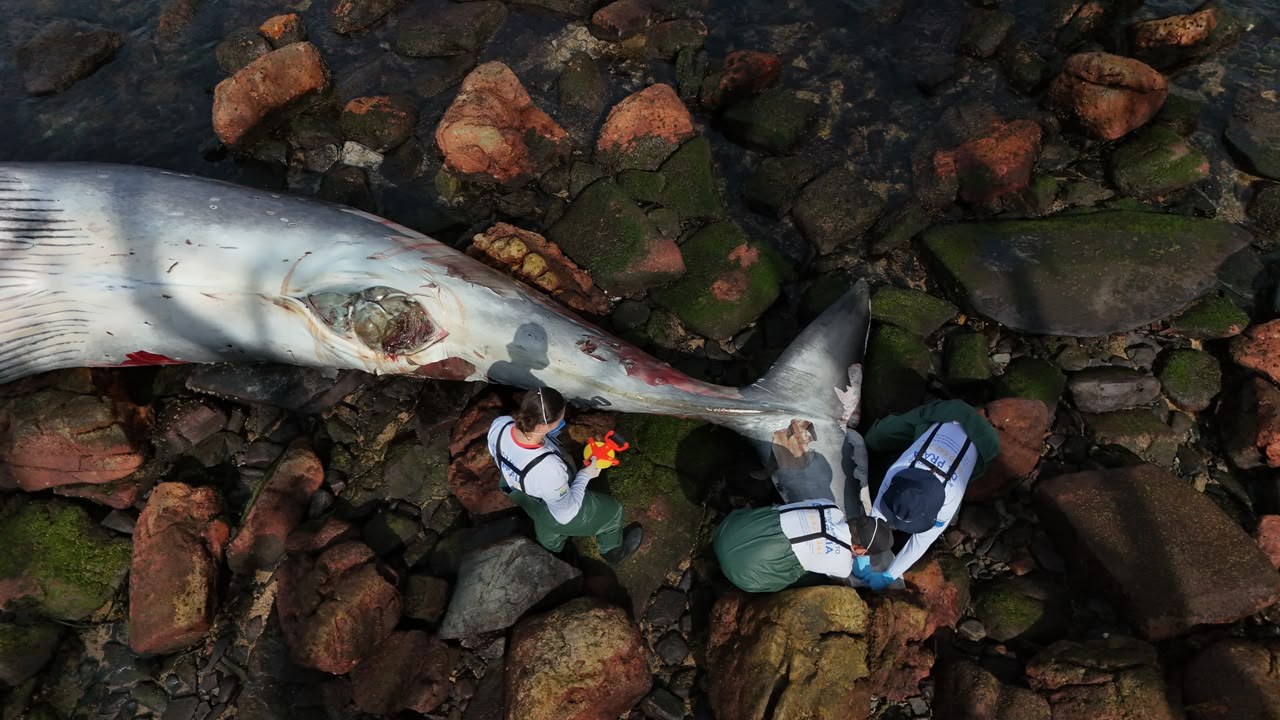 Itapema registra encalhe de baleia e especialistas investigam causas da morte 1 A baleia-de-Bryde é uma das chamadas grandes baleias e pertence ao grupo dos rorquais, que também inclui espécies como a baleia-azul e a jubarteFoto: Bruna Pissaia/PMP-BS/Divulgação/ND Mais