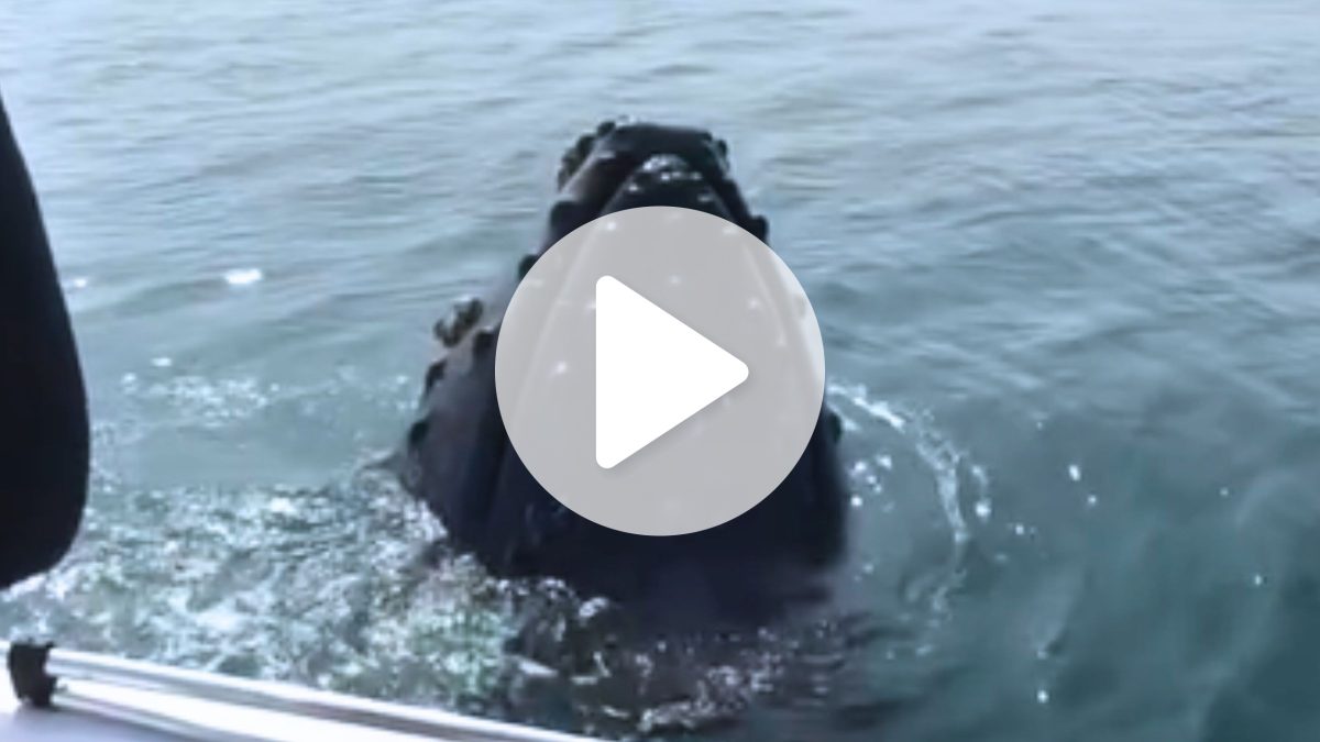 Baleia surge ‘colada’ em barco em SC e deixa passageiros em choque: ‘Que loucura, não tô acreditando’ - QTU Questões do Universo