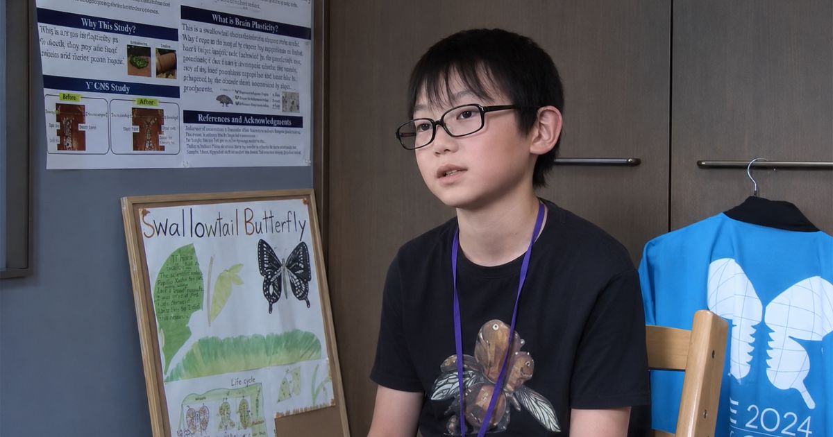 Apaixonado por criar insetos, um menino de 10 anos enviou cartas a uma cientista para fazer um teste ousado; ninguém esperava que o estudo revelasse que borboletas guardam memórias do passado - QTU Questões do Universo