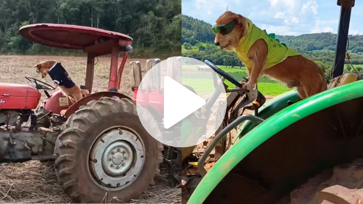 VÍDEO: Cachorro adotado troca apartamento pela vida no campo e vira ‘astro do trator’ em SC - QTU Questões do Universo