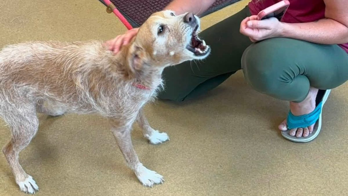 Cachorro desaparecido em 2021 é encontrado 5 anos depois a centenas de quilômetros de casa, e a dona corre para buscá-lo, mas descobre que ele estava registrado em nome de outra pessoa - QTU Questões do Universo