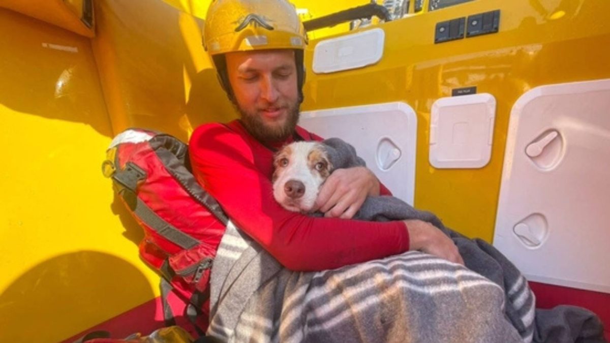 Cachorro é levado pelo mar e desaparece diante dos donos: Bean foi arrastado por 200