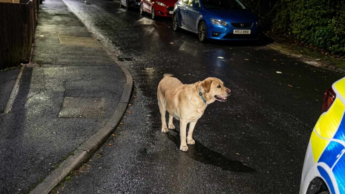 Cachorro foi deixado para trás quando homem de 41 anos fugiu da polícia em uma scooter, mas acabou levando os agentes até onde o dono estava escondido - QTU Questões do Universo