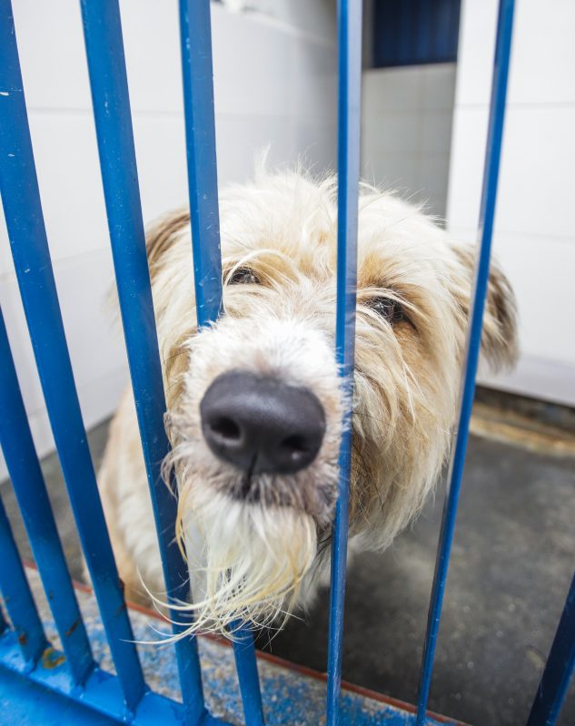 Espaço acolhe 12 cães diagnosticados com a condição que passaram por reabilitação completa e estão prontos para ganhar um novo lar - Andy Puerari/PMF/ND Mais
