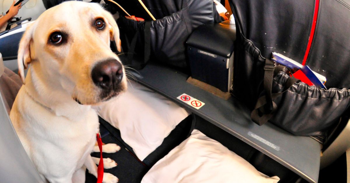 Cão de serviço chora e não para de dar patadas em passageira durante voo, mas ela não imaginava que o animal fazia um alerta real sobre a saúde do seu coração até ir ao médico - QTU Questões do Universo
