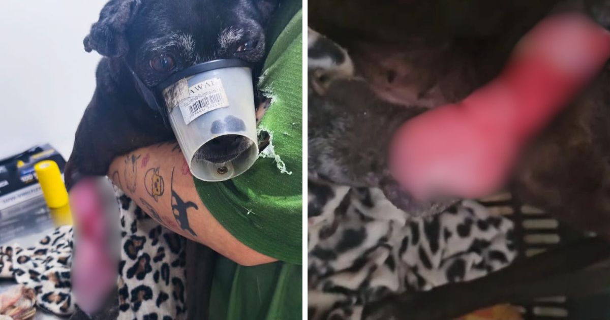 Cão sofre acidente, é vítima de negligência e acaba retirado de família em Balneário