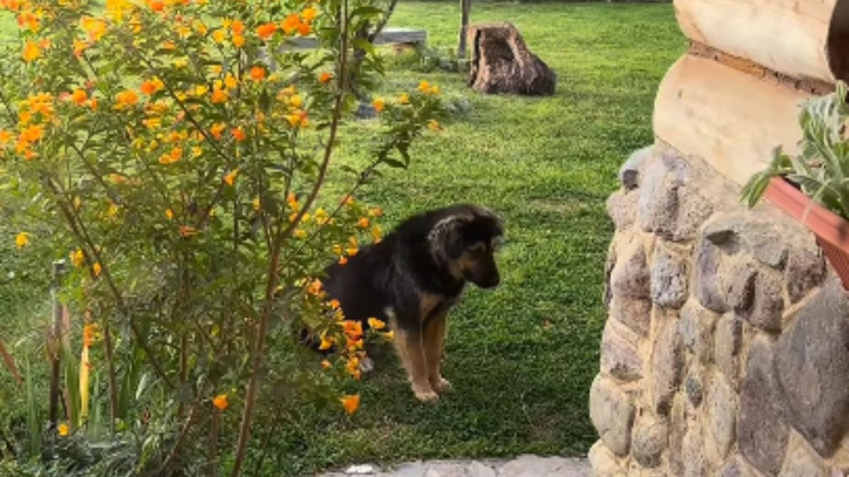 Cão que vivia nas ruas teme ser deixado para trás quando uma viajante prepara a viagem, mas ela voltou ao Peru especificamente para levá-lo para casa - QTU Questões do Universo
