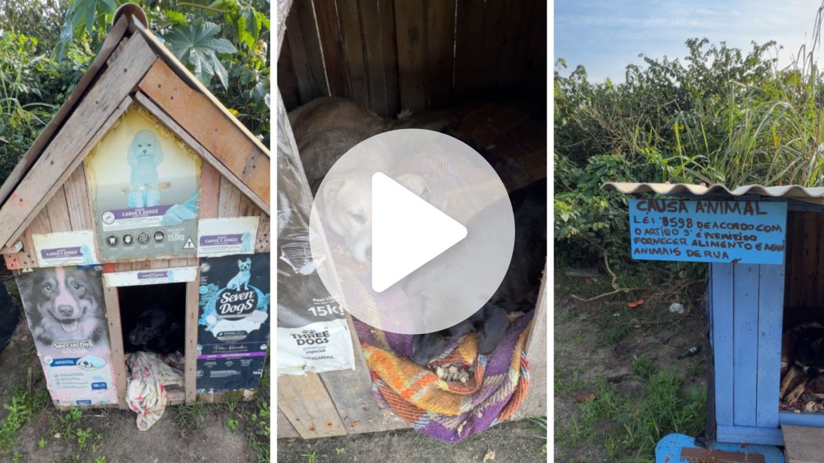 VÍDEO: Cães de rua ganham ‘casa de frente para o mar’ e iniciativa encanta moradores em praia de SC - QTU Questões do Universo