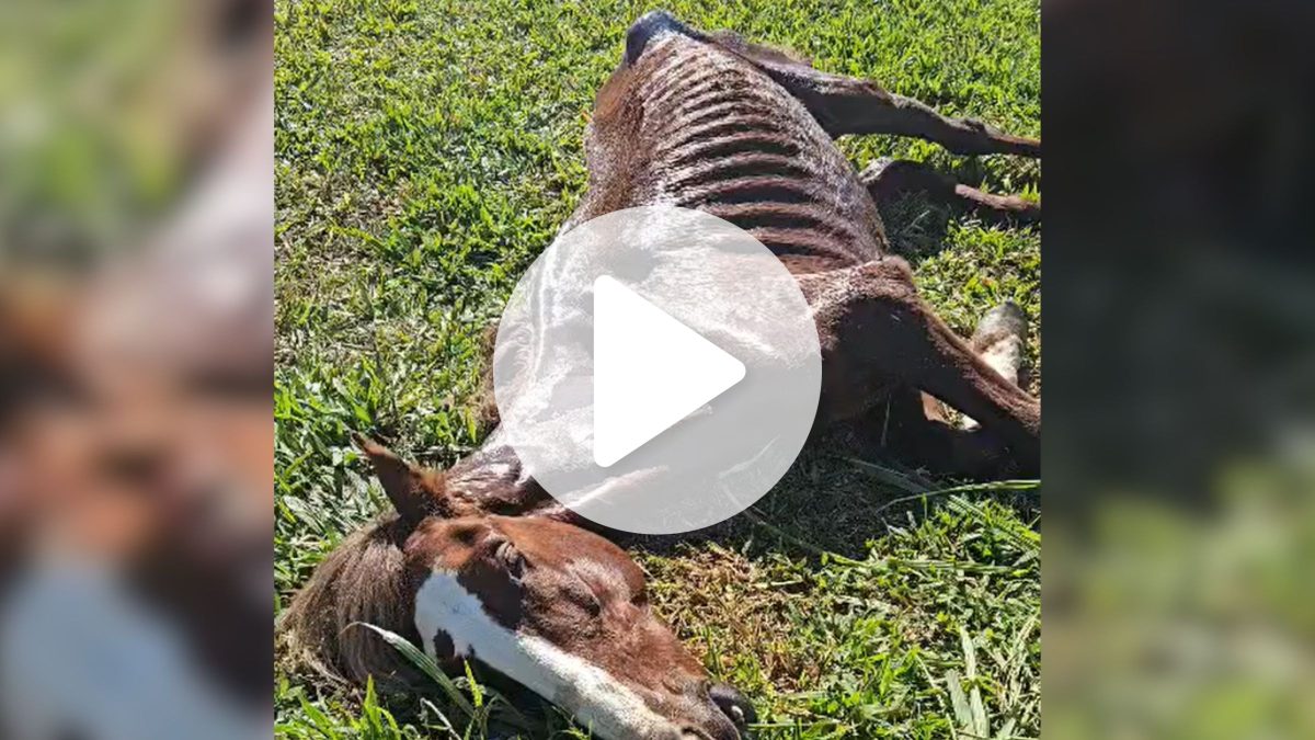Cavalo ‘deixado para morrer’ é resgatado com magreza extrema e sem conseguir andar em SC - QTU Questões do Universo