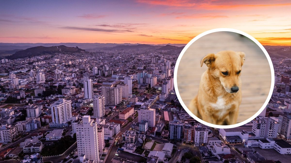 Latidos intensos revelam agressões contra cães e cadela morta enforcada por cabo elétrico na Serra de SC; um homem foi preso - QTU Questões do Universo