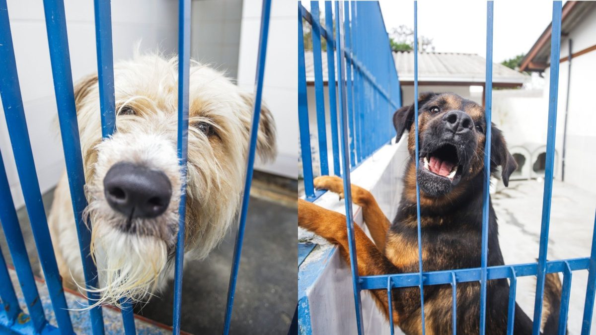 Evento incentiva adoção de cães com leishmaniose em Florianópolis; doença tem tratamento e não impede vida saudável - QTU Questões do Universo