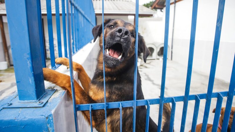 Espaço acolhe 12 cães diagnosticados com a condição que passaram por reabilitação completa e estão prontos para ganhar um novo lar - Andy Puerari/PMF/ND Mais