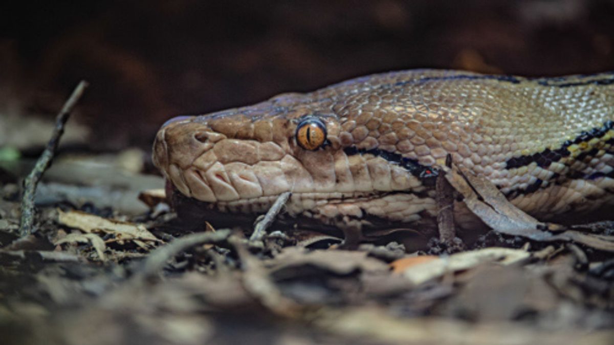 Eletroquimioterapia em cobra é usada em píton de 4,6 metros depois que tumor maligno