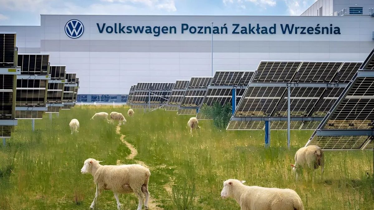 Em vez de robôs, Volkswagen ‘contrata’ 100 ovelhas para resolver problema em 31 mil painéis solares que humanos não conseguem - QTU Questões do Universo