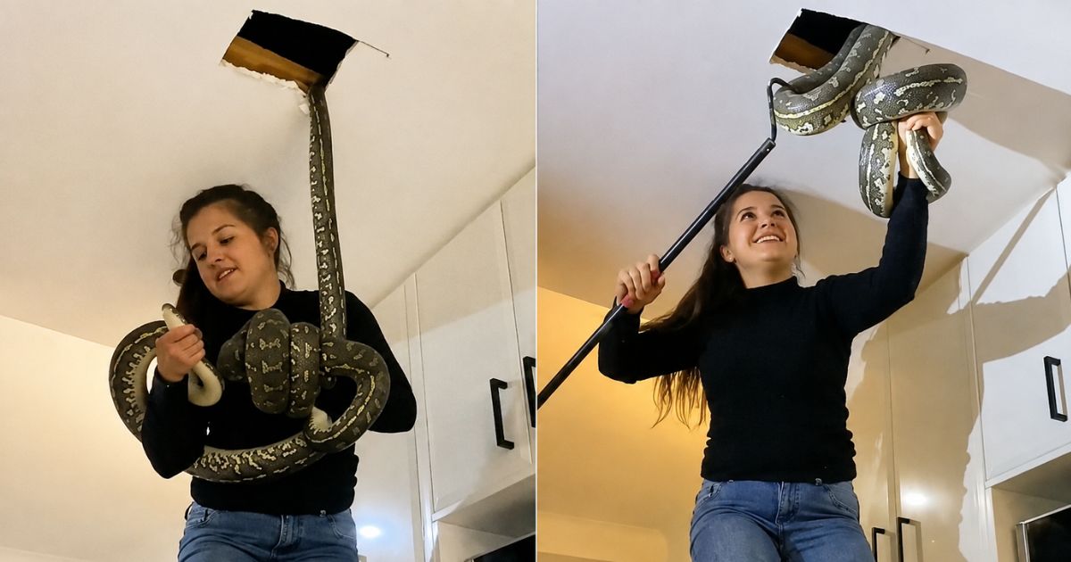 O barulho no teto parecia um problema comum na casa até descobrirem duas pítons