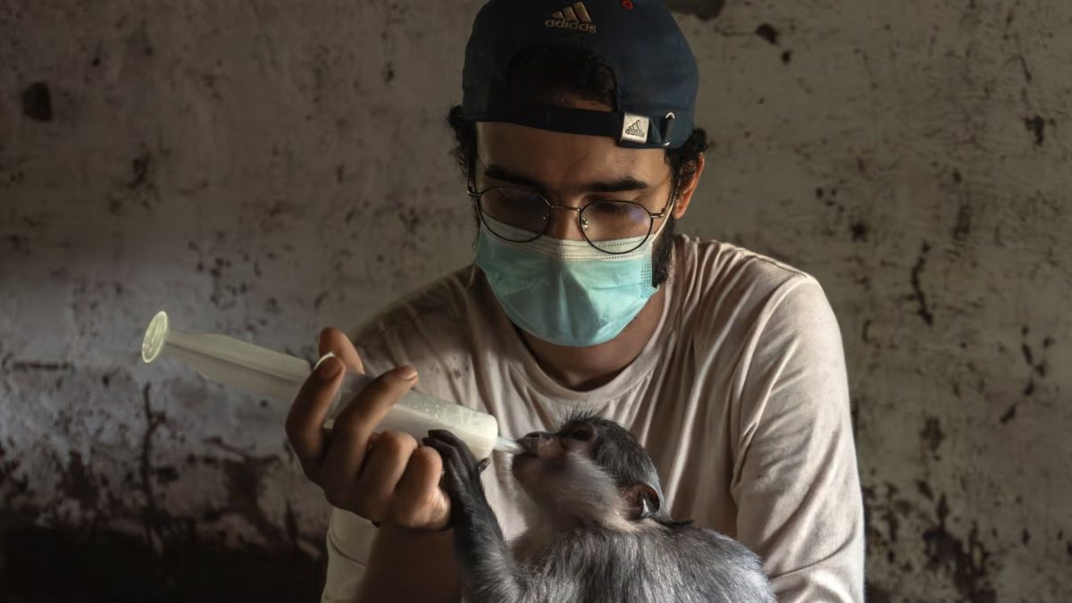 Filhote de macaco muda a vida de francês de 26 anos que abandona apartamentos de luxo em Paris para viver isolado com 66 chimpanzés, até descobrir que aquele pequeno animal seria seu primeiro ‘filho’ - QTU Questões do Universo