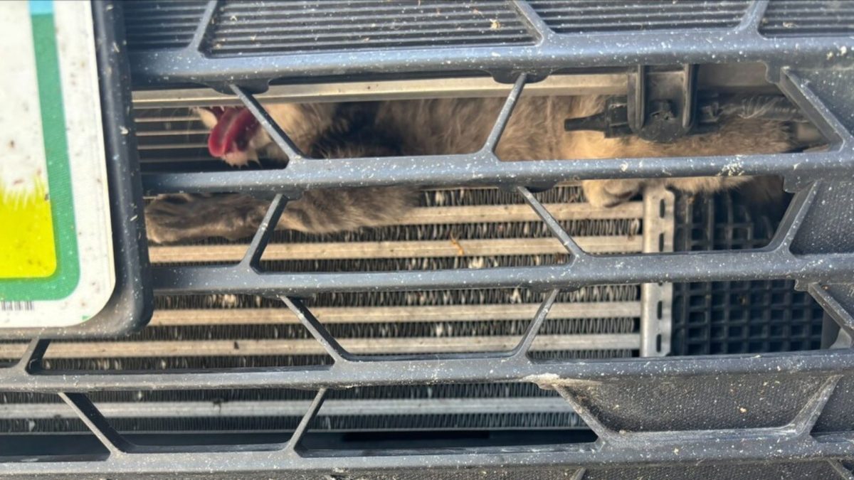 Gatinha de apenas 2 meses presa na grade de um carro sob calor de quase 48°C obriga equipe desmontar o veículo, mas após o resgate termina disputada por quem ajudou a salvá-la - QTU Questões do Universo