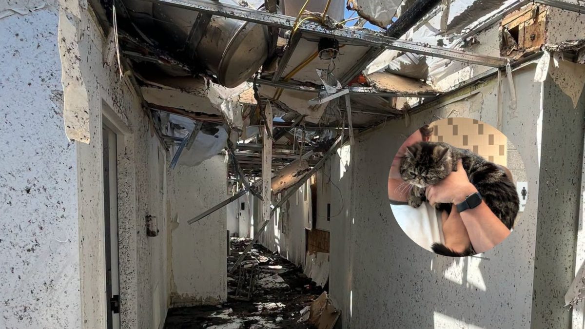 Gato passa mais de 3 dias preso em prédio destruído por incêndio e, quando bombeiros voltam ao local, fazem uma descoberta sob os escombros que muda tudo para os donos que perderam quase tudo - QTU Questões do Universo