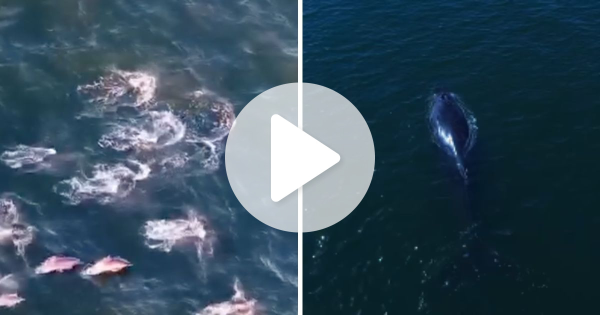 VÍDEO: Praia paradisíaca de SC vira cenário de espetáculo da natureza com sequência de golfinhos e baleia-jubarte - QTU Questões do Universo