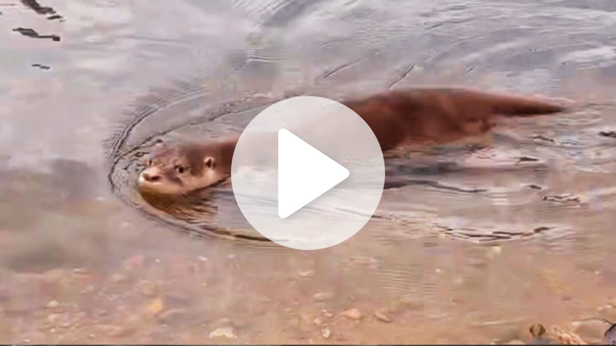Lontra sobrevive a ataque de cães em Joinville