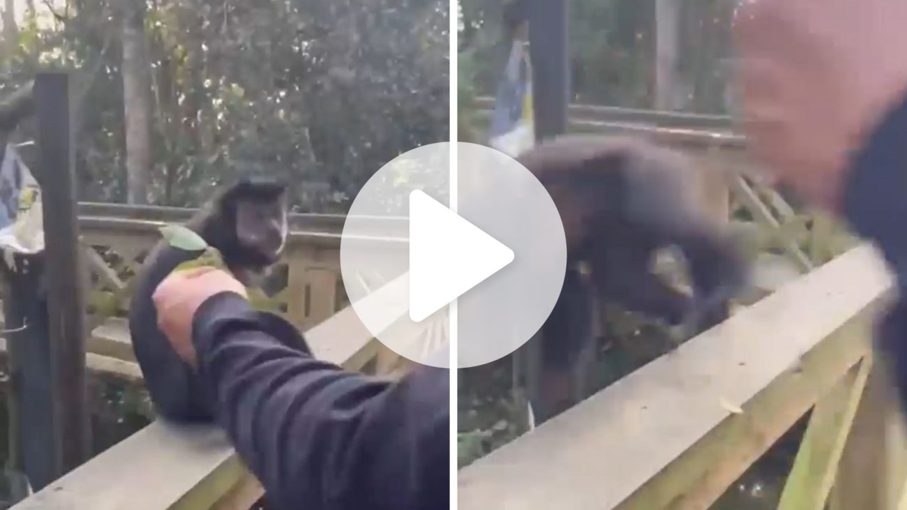 Agressão a macaco teria ocorrido há cerca de dois meses, segundo a Polícia Militar Ambiental. A PMA busca identificar o responsável, enquanto o parque disponibilizou imagens de segurança para auxiliar na investigação.