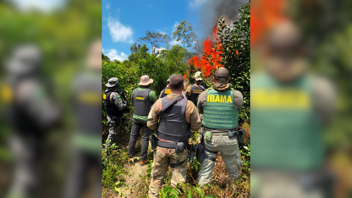 Polícia Federal encontra plantação com 6 mil pés de maconha dentro de terra indígena