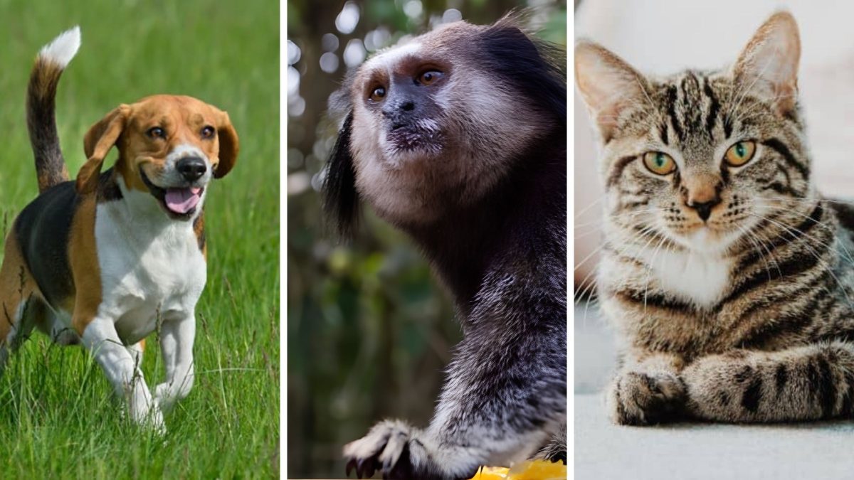 Mordidas de macacos crescem em Florianópolis, mas cães e gatos ainda lideram acidentes - QTU Questões do Universo