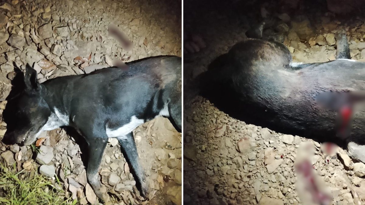 Após ouvir disparo de arma de fogo e gemido de animal, morador encontra cachorro morto