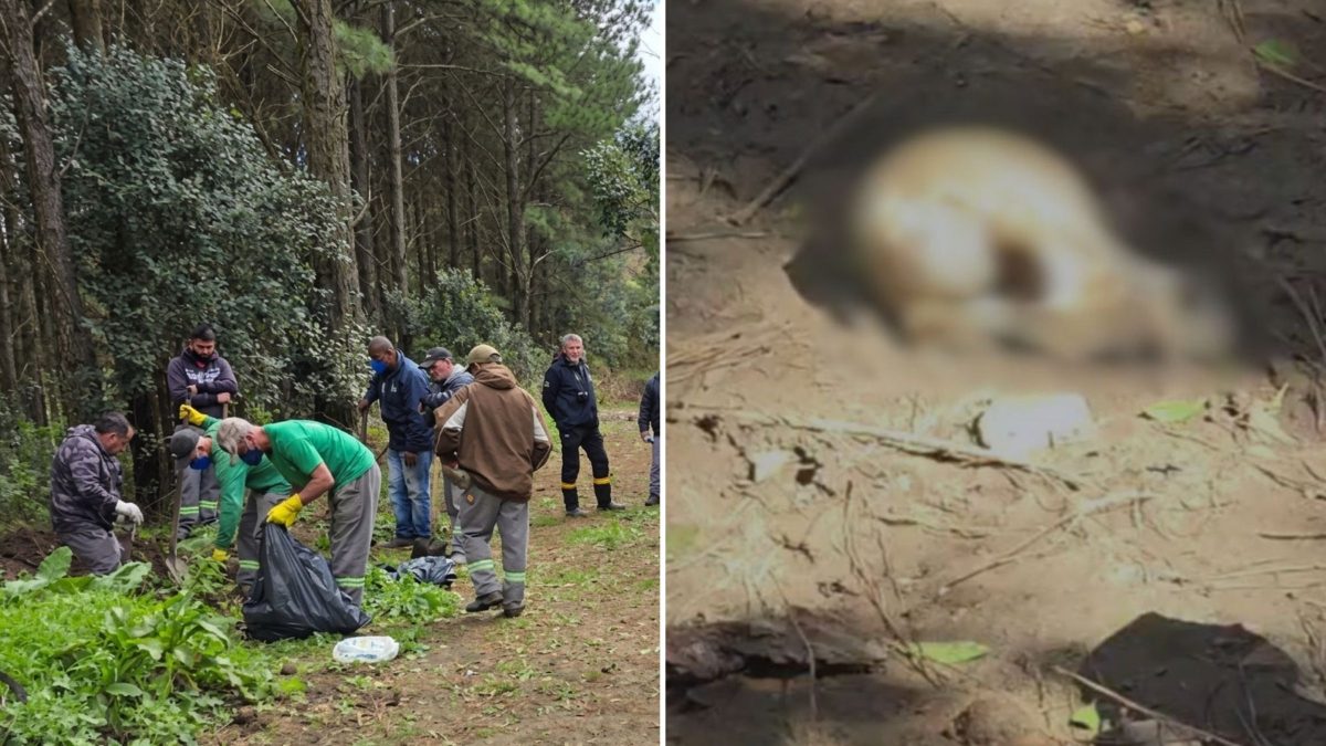 Após dezenas de cães mortos serem encontrados em sacos de lixo, Prefeitura toma medidas