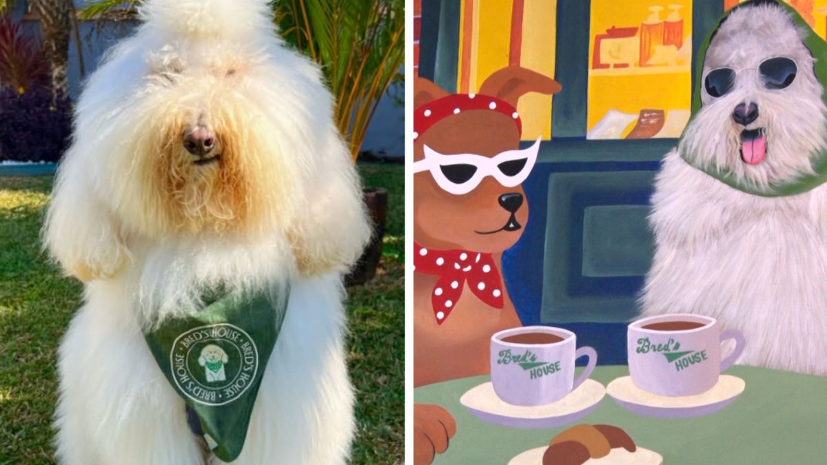 De ‘astro’ da web a dono de café: Cão gigante inspira 1ª dog cafeteria de Chapecó - QTU Questões do Universo