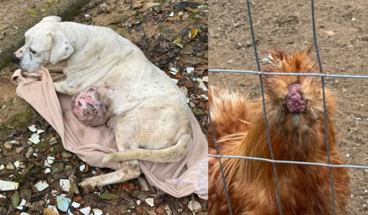 Casal é preso suspeito de maus-tratos contra animais em Blumenau