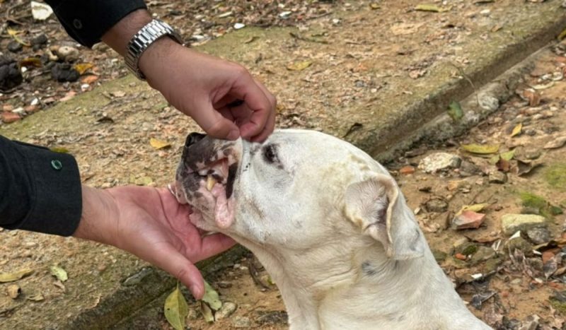 Animais foram encontrados feridos, sem comida e sem água em uma casa de Blumenau. - Divulgação/Semmas/ND Mais
