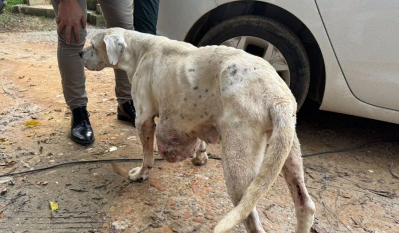 Animais foram encontrados feridos e em condições insalubres em Blumenau. - Divulgação/Semmas/ND Mais