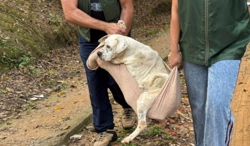 Cachorra com tumor avançado e outros animais foram encontrados feridos, sem água e sem alimento. - Divulgação/Semmas/ND Mais