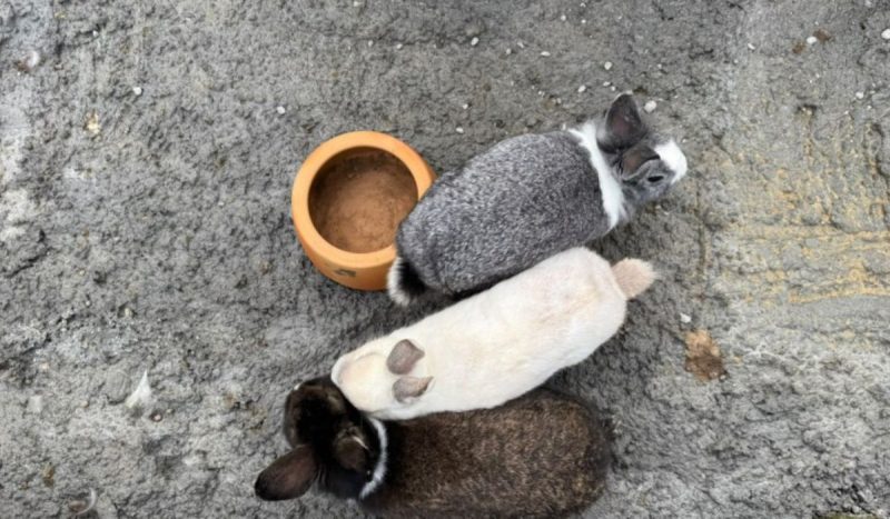O casal responsável foi preso suspeito de maus-tratos. - Divulgação/Semmas/ND Mais