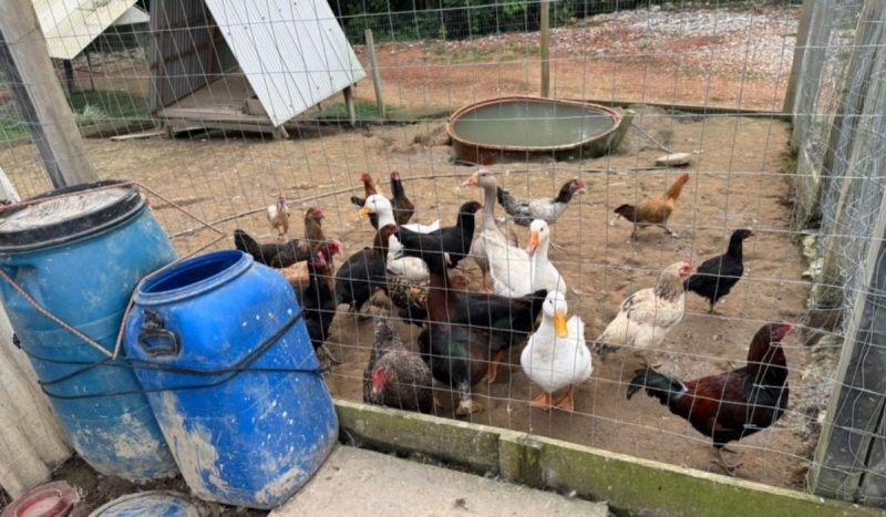 Uma cachorra em estado crítico e outros animais foram resgatados de uma casa em Blumenau. - Divulgação/Semmas/ND Mais
