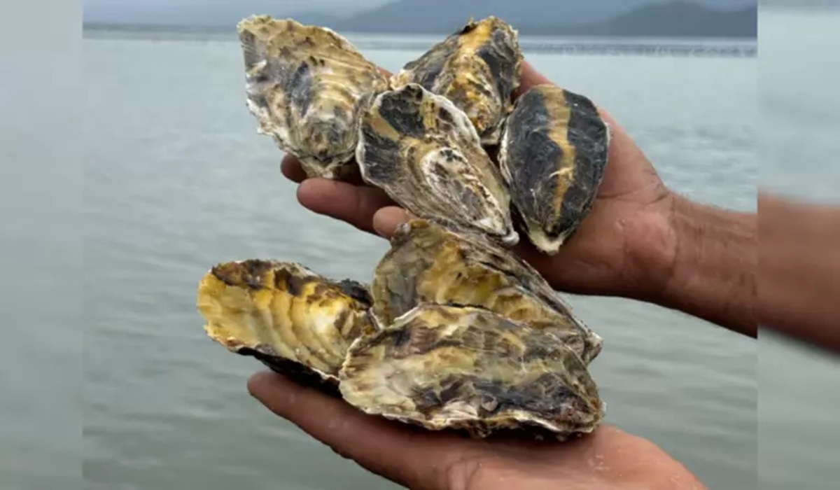 O acúmulo da toxina na glândula digestiva dos animais pode provocar o Envenenamento Diarreico por MoluscosFoto: Divulgação/Cidasc/ND Mais